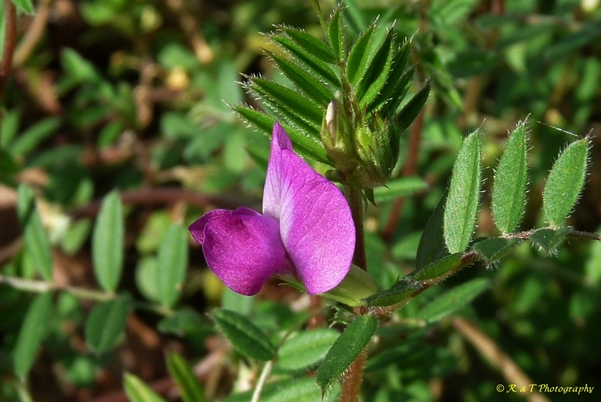 {Vicia sativa}